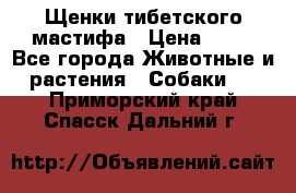 Щенки тибетского мастифа › Цена ­ 80 - Все города Животные и растения » Собаки   . Приморский край,Спасск-Дальний г.